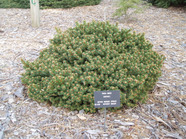 Picea abies 