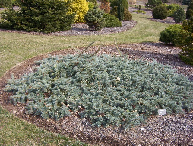 Picea pungens 