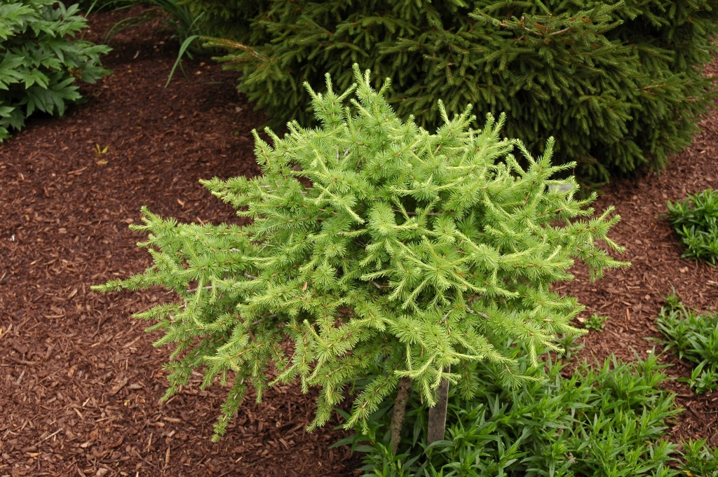 Larix decidua 