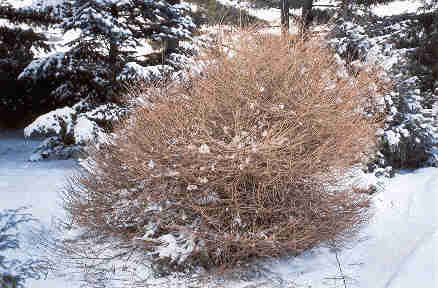 Larix decidua 