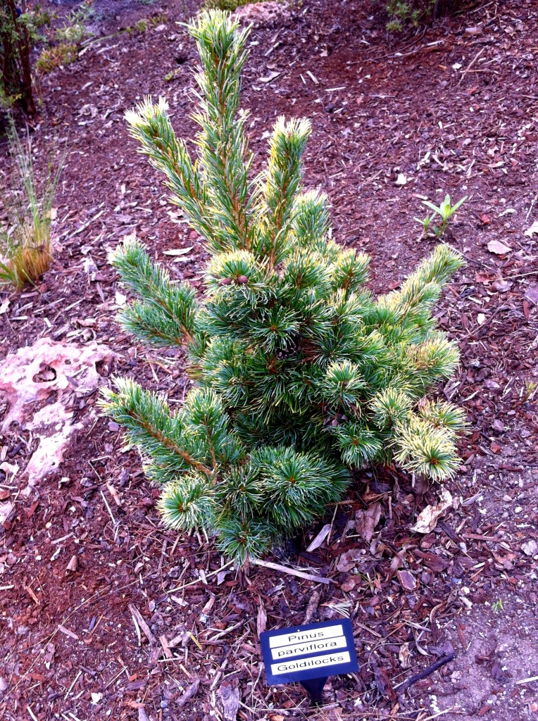 Pinus parviflora 