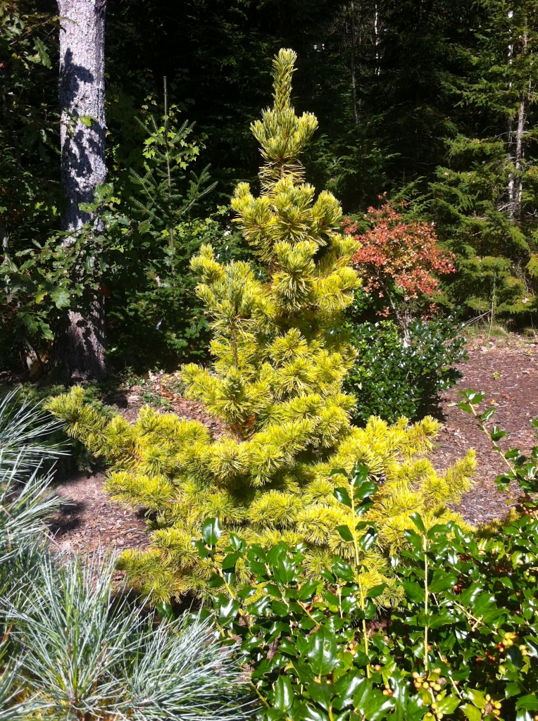 Pinus parviflora 