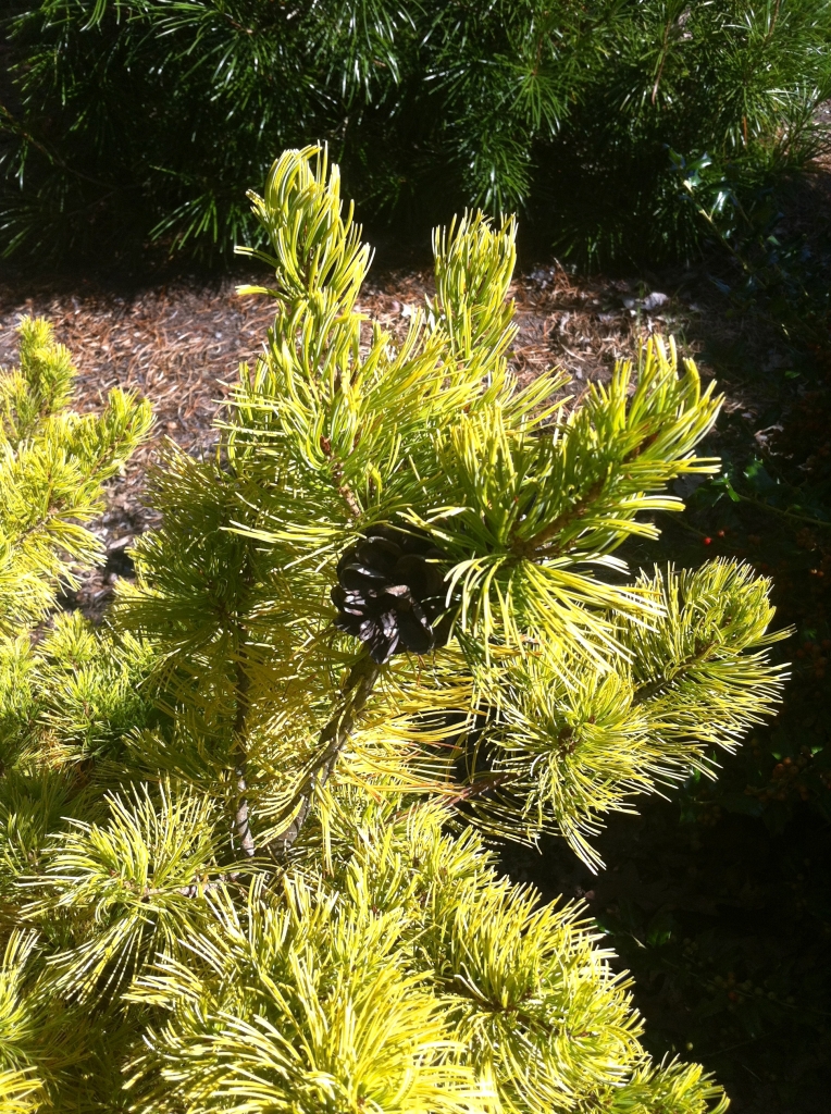 Pinus parviflora 