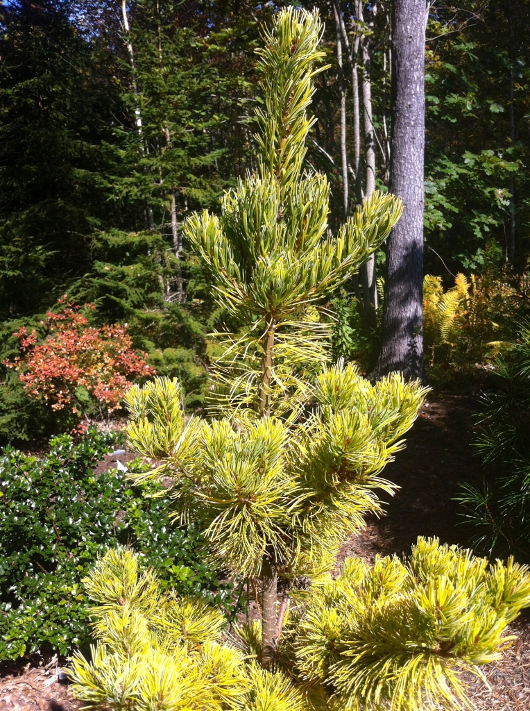 Pinus parviflora 