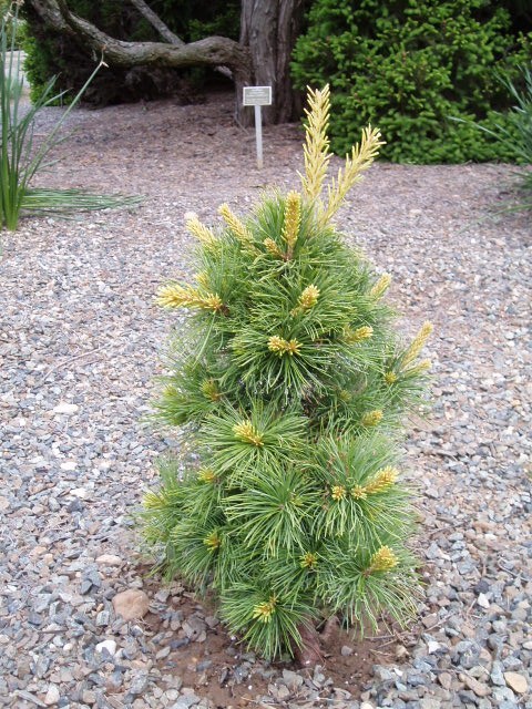 Pinus parviflora 