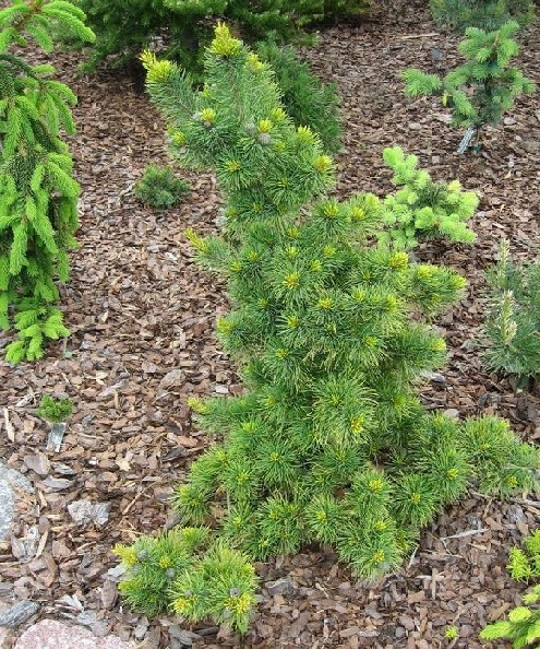 Pinus parviflora 