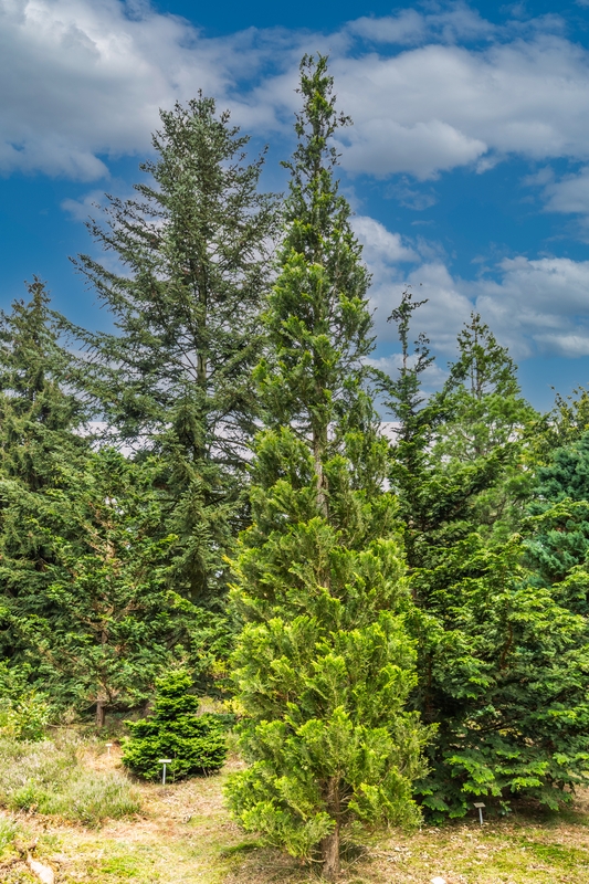 Chamaecyparis obtusa 