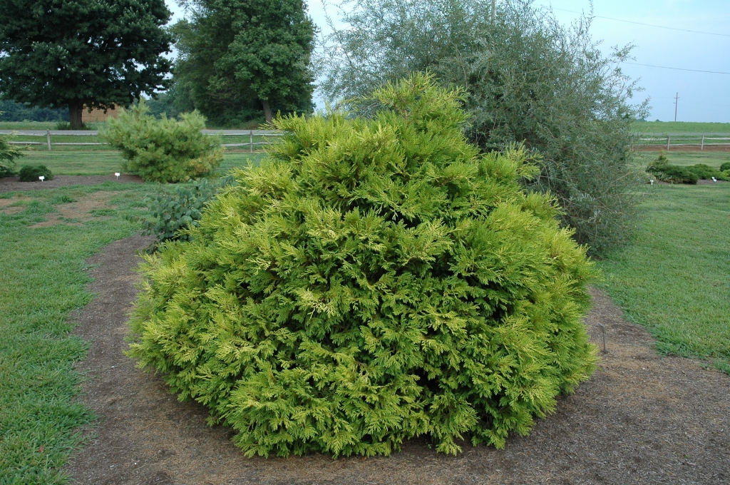 Chamaecyparis obtusa 