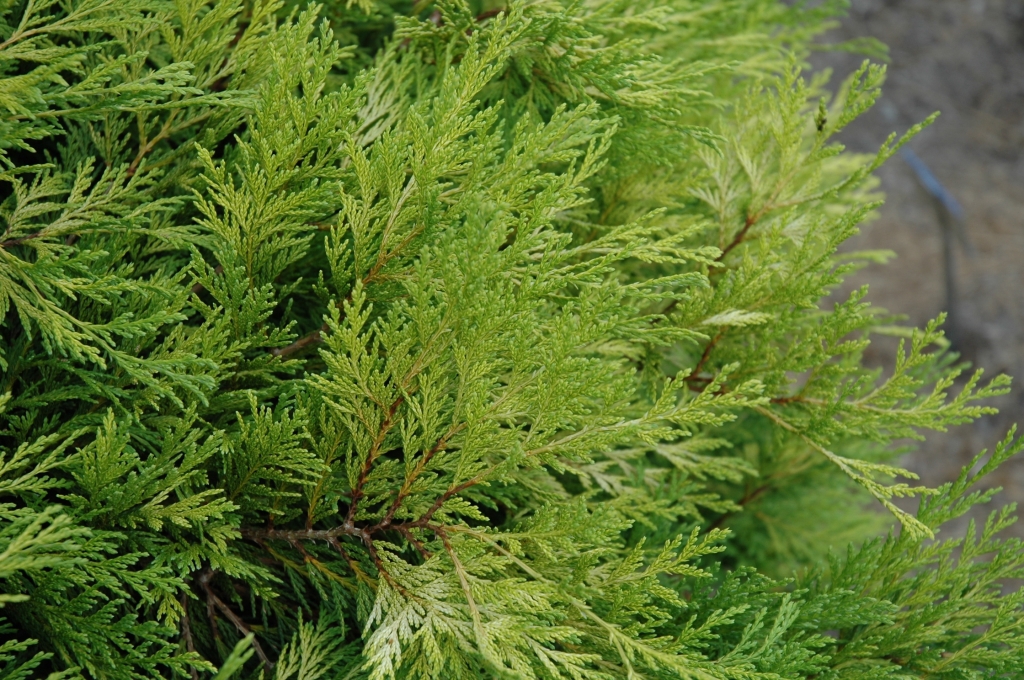 Chamaecyparis obtusa 