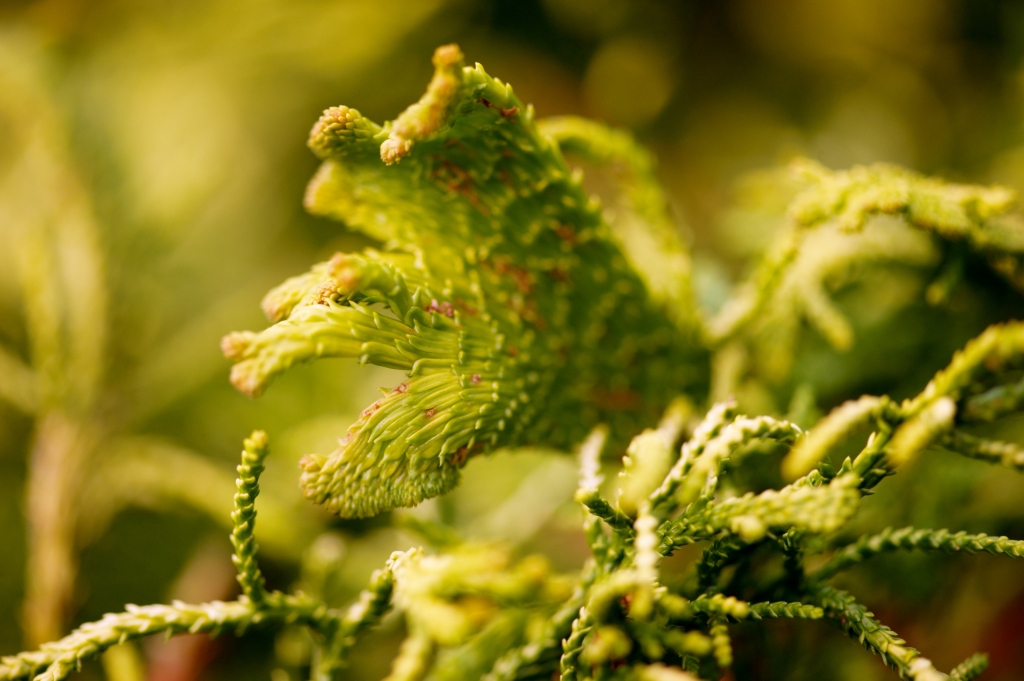 Chamaecyparis obtusa 