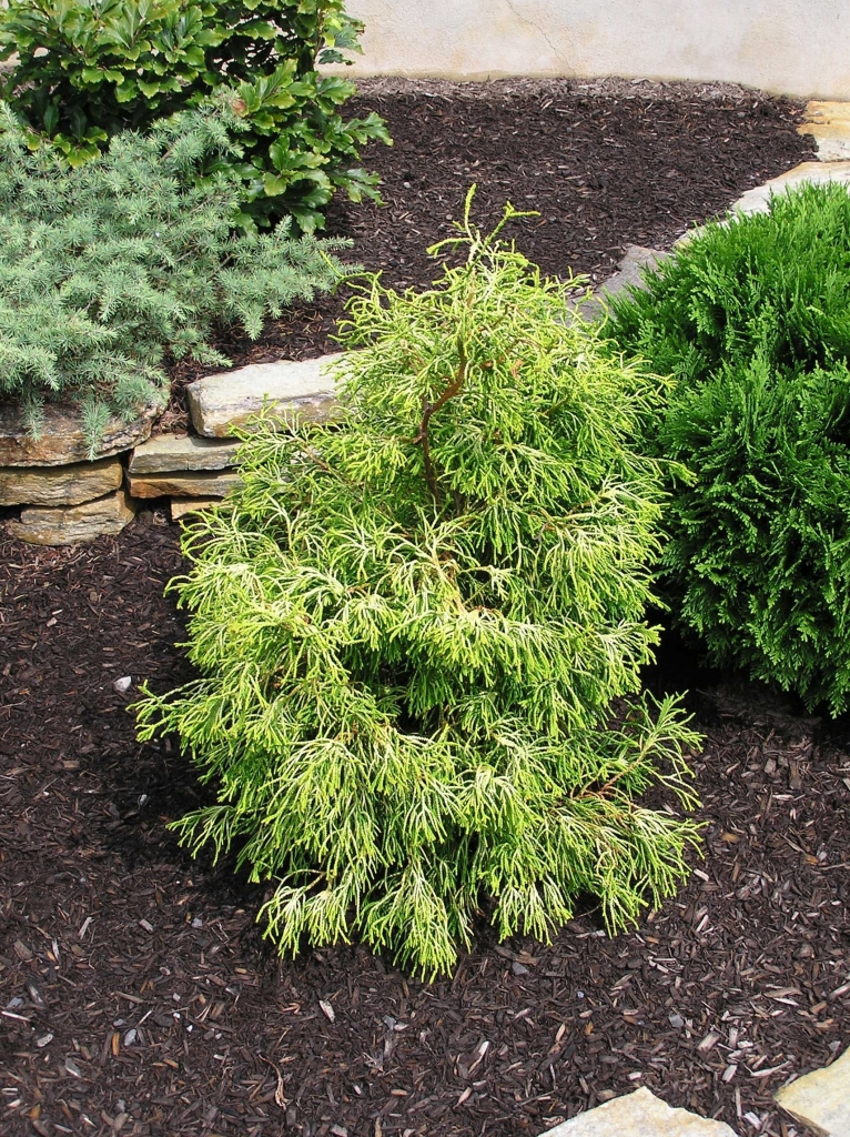 Chamaecyparis obtusa 