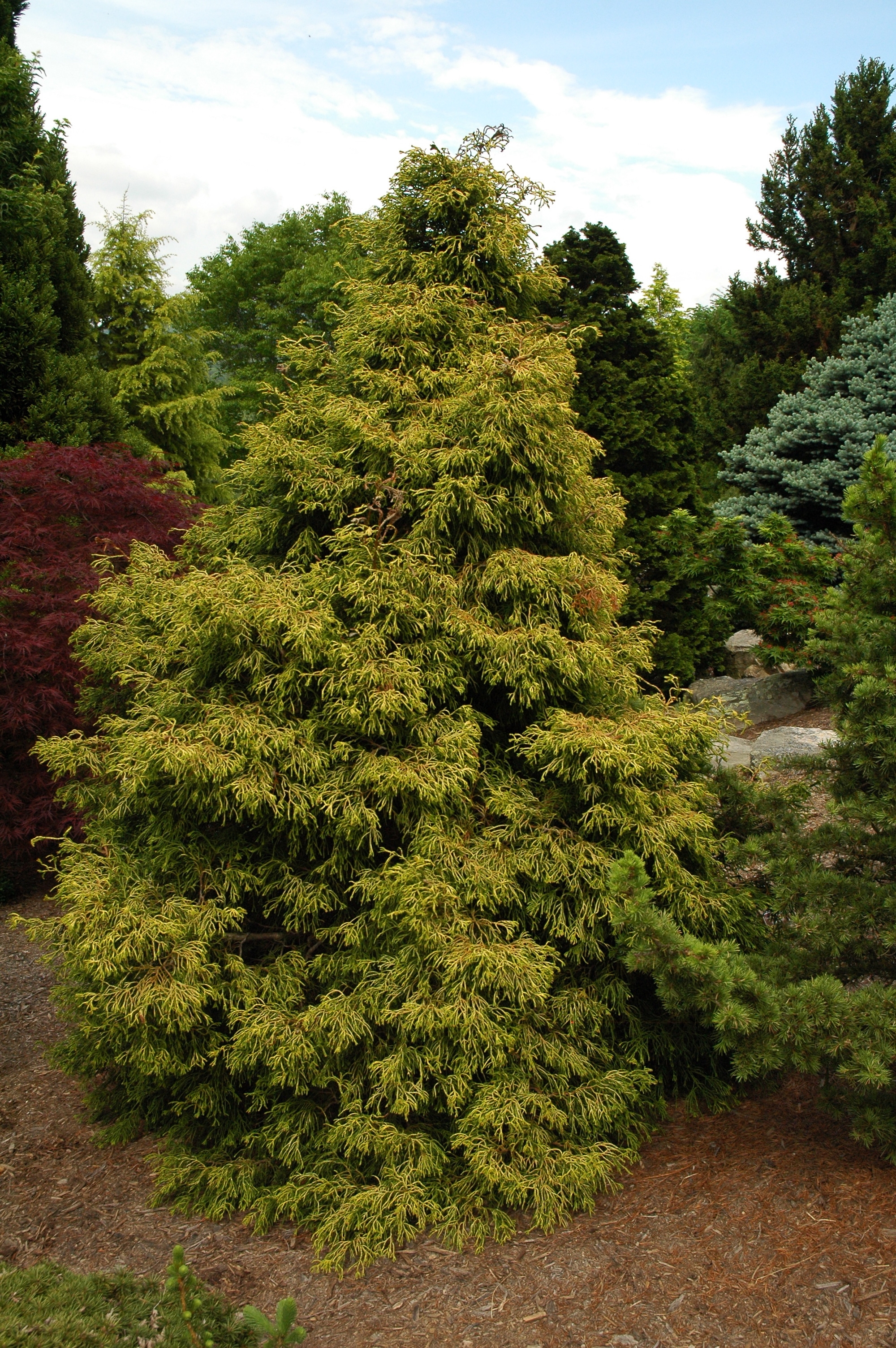 Chamaecyparis obtusa 