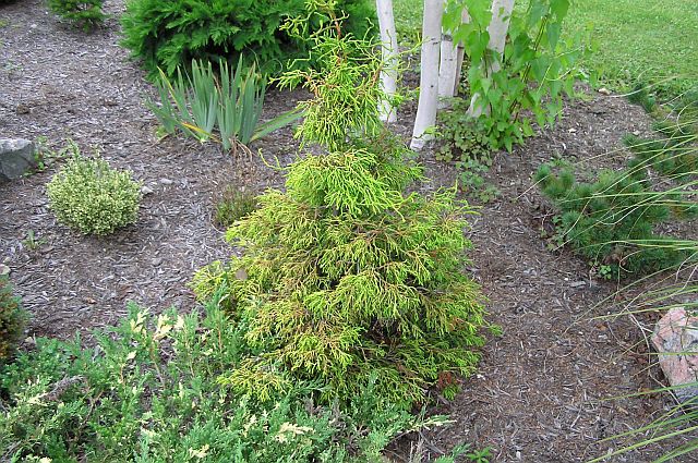 Chamaecyparis obtusa 
