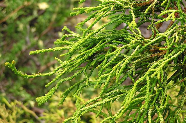 Chamaecyparis obtusa 