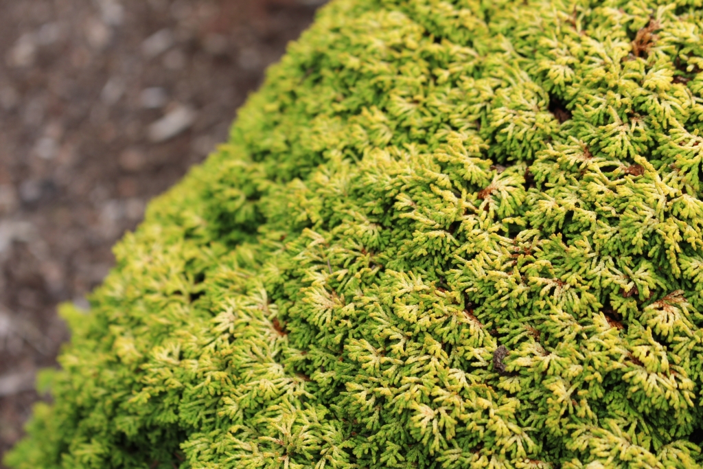 Chamaecyparis obtusa 