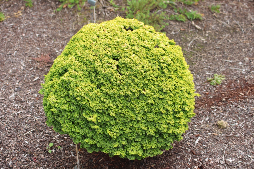 Chamaecyparis obtusa 
