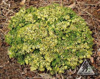 Chamaecyparis obtusa 