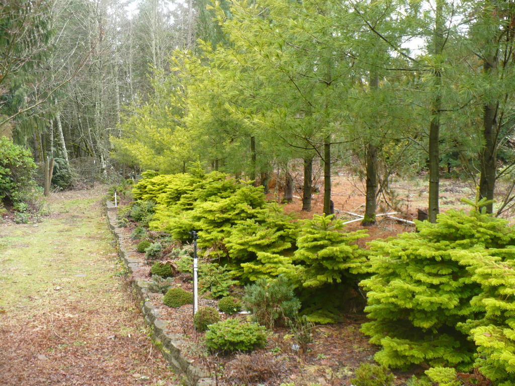 Abies nordmanniana 