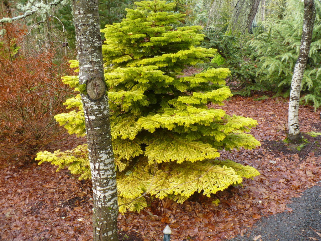 Abies nordmanniana 