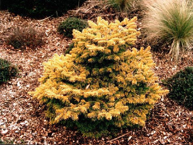 Abies nordmanniana 