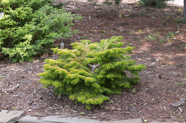 Abies nordmanniana 