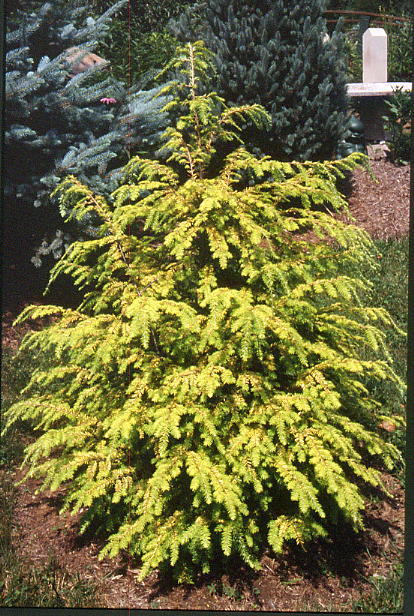 Tsuga canadensis 