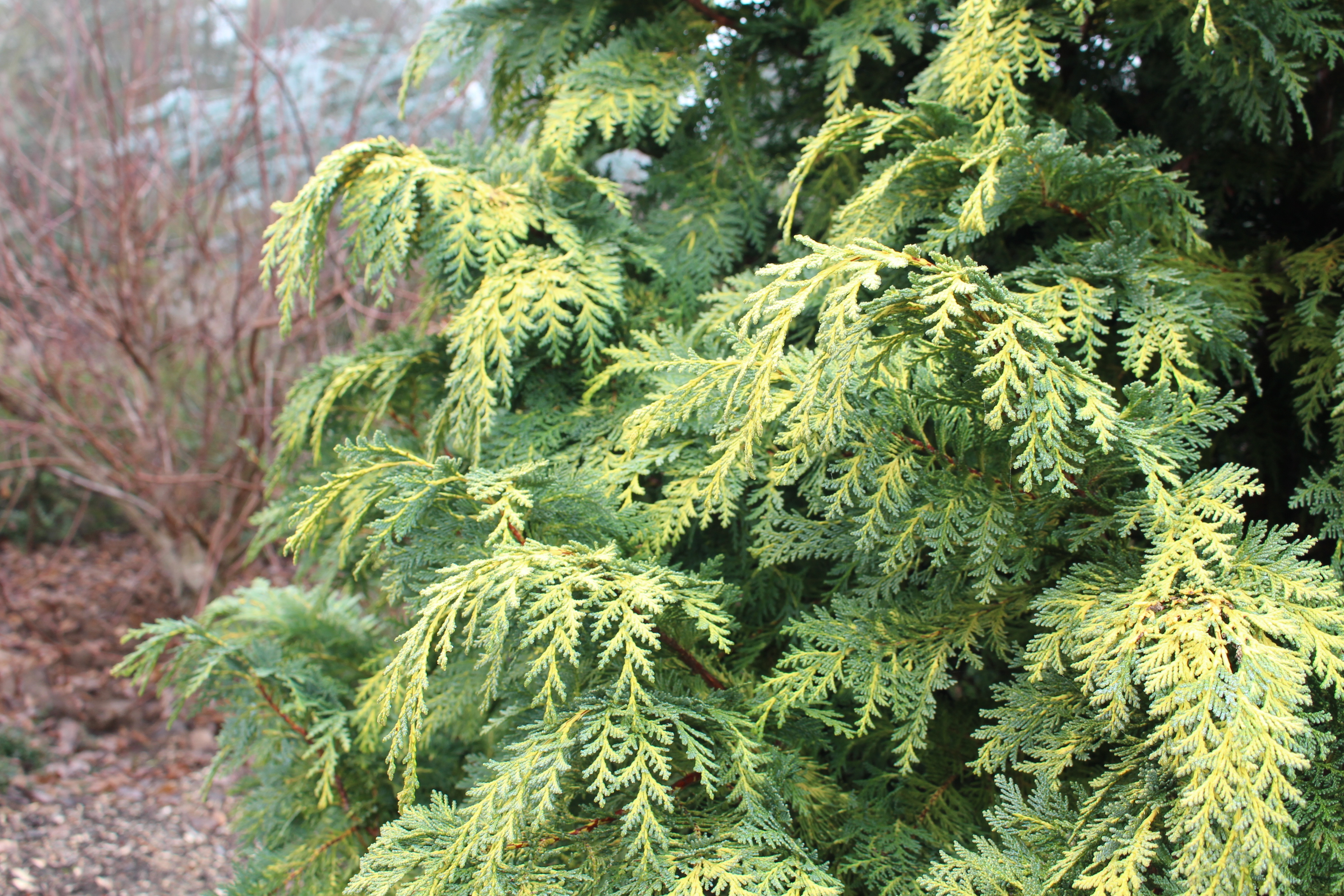 Chamaecyparis lawsoniana 