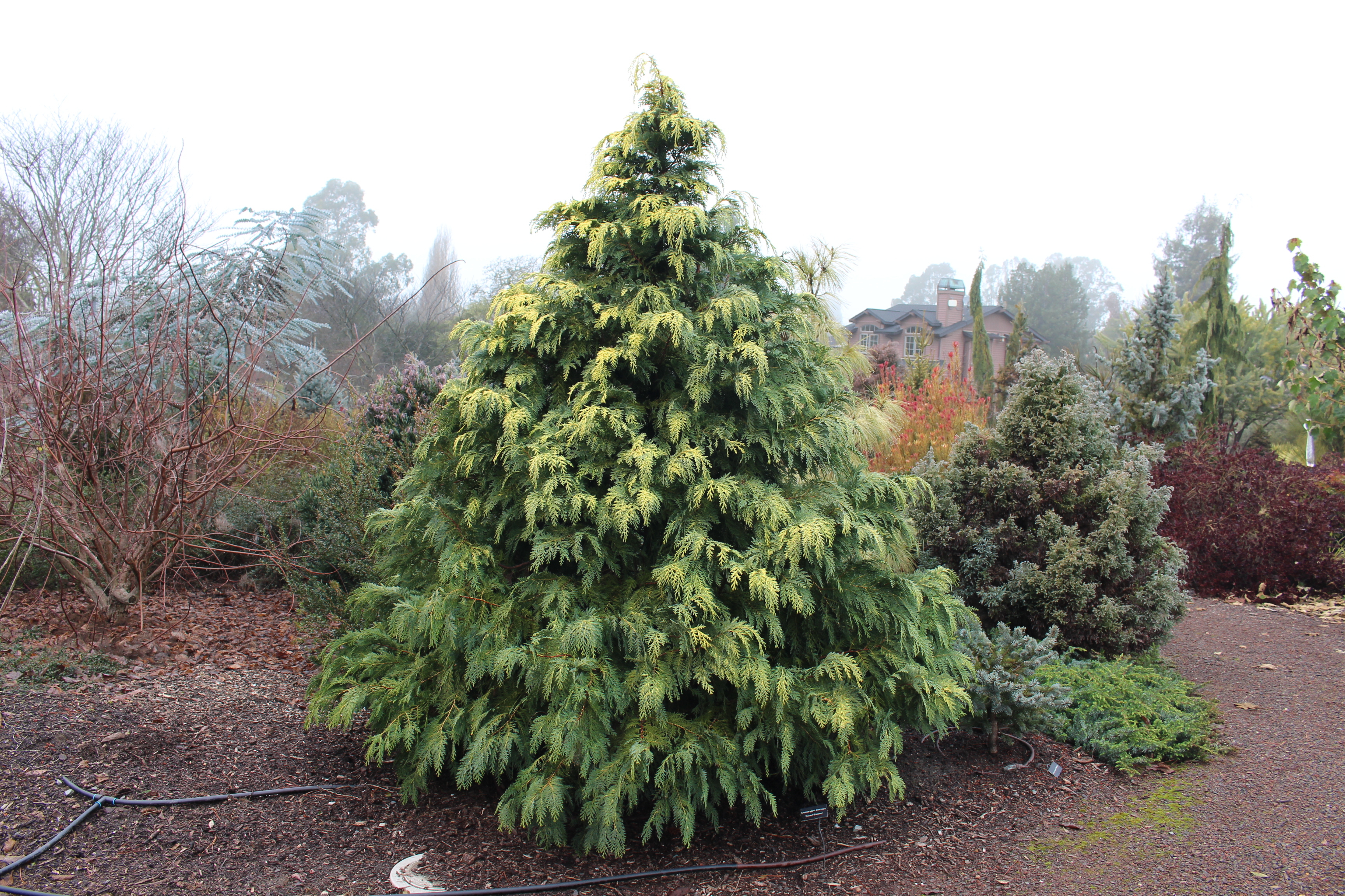 Chamaecyparis lawsoniana 