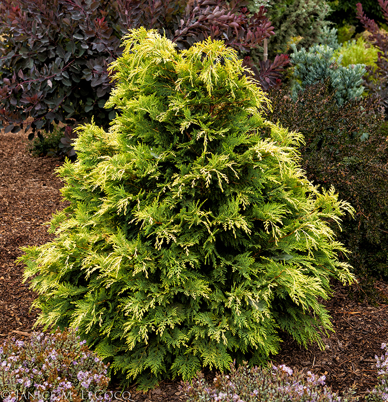 Chamaecyparis lawsoniana 