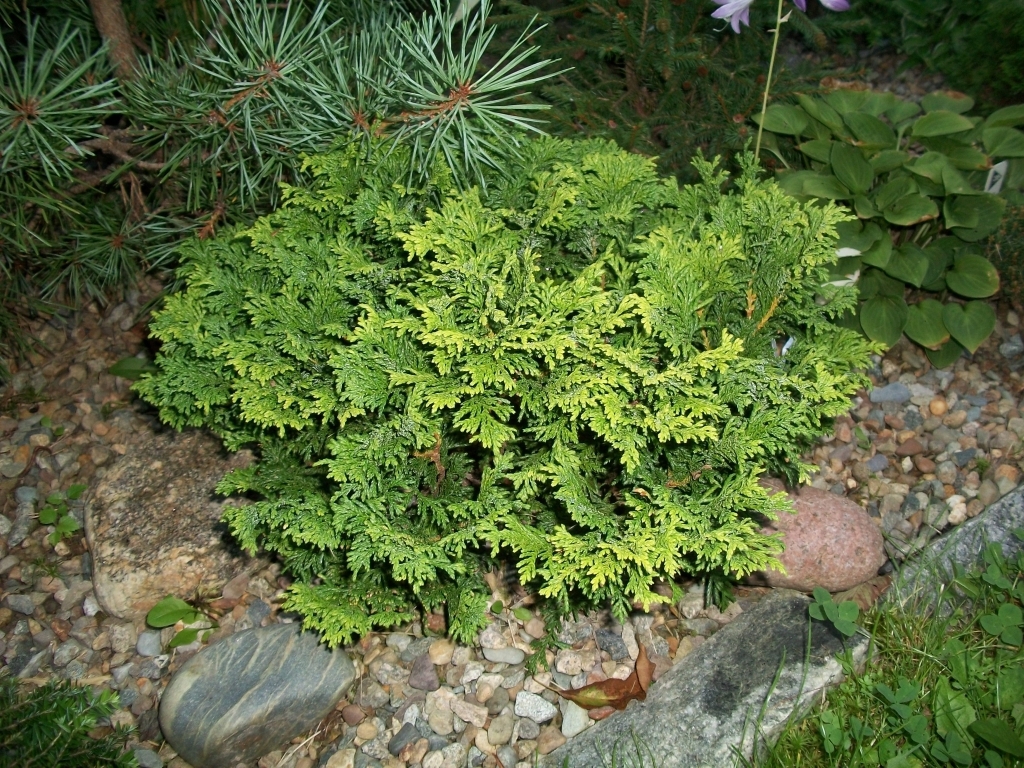 Chamaecyparis pisifera 
