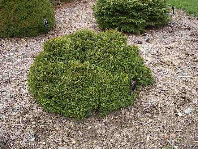 Chamaecyparis pisifera 