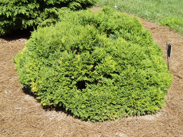 Chamaecyparis pisifera 