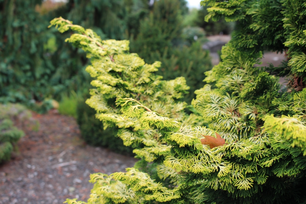 Chamaecyparis obtusa 