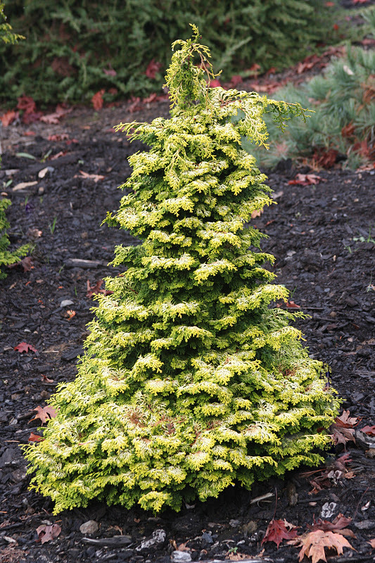 Chamaecyparis obtusa 