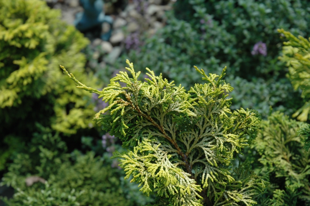 Chamaecyparis obtusa 