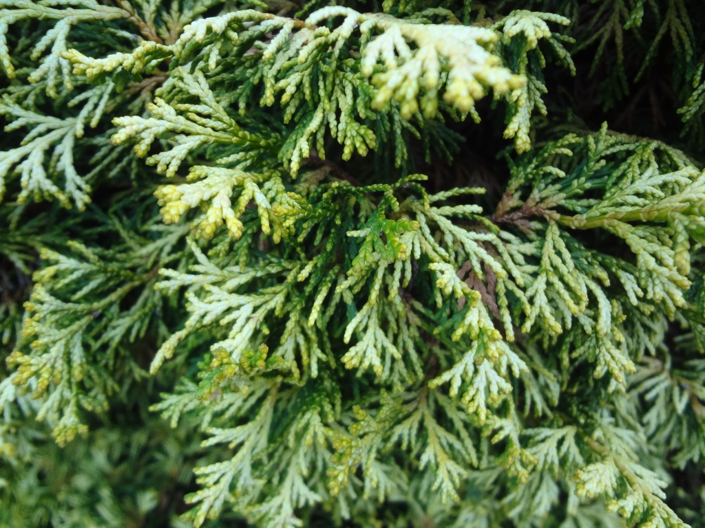 Chamaecyparis obtusa 