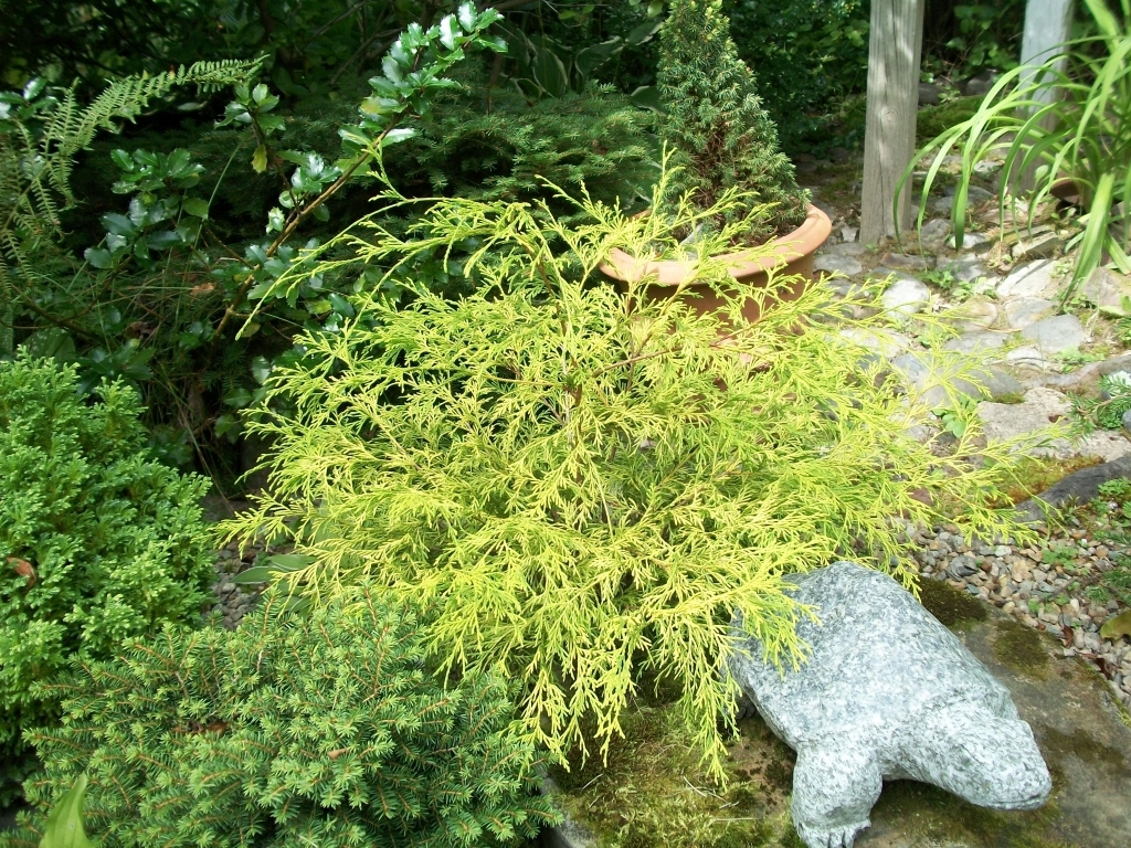 Chamaecyparis pisifera 