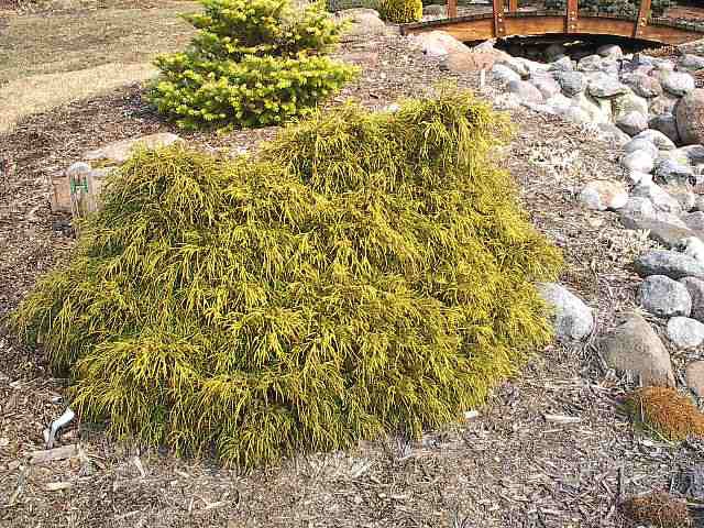 Chamaecyparis pisifera 