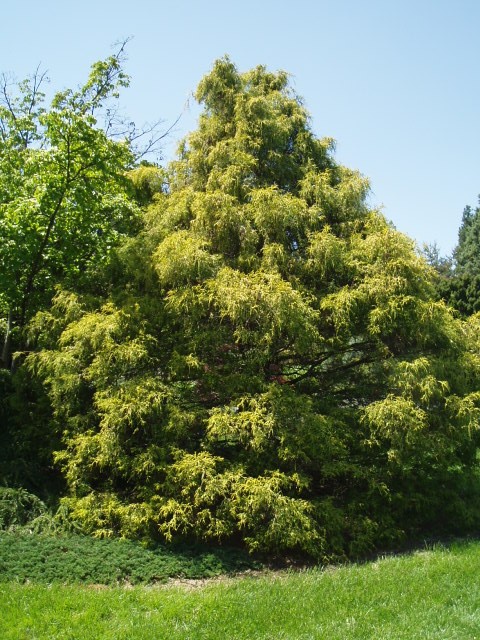 Chamaecyparis pisifera 