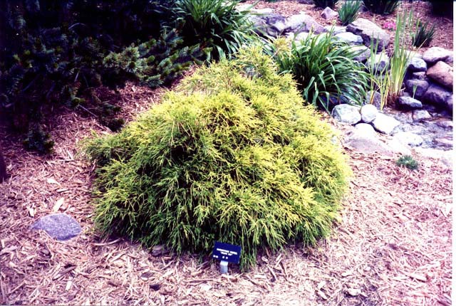 Chamaecyparis pisifera 
