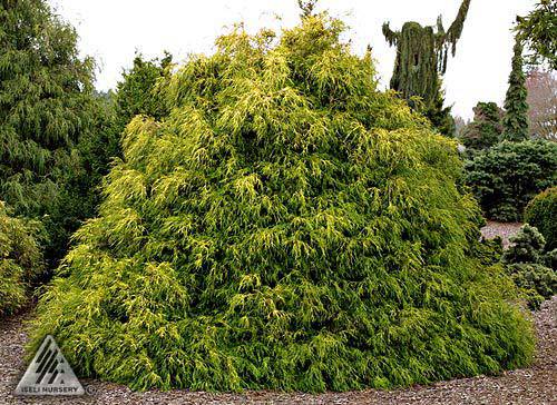 Chamaecyparis pisifera 