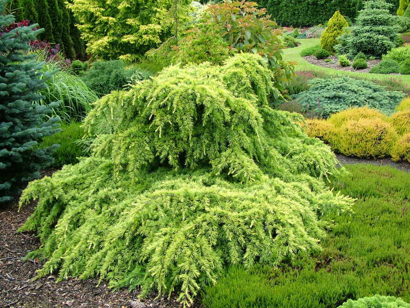 Cedrus deodara 