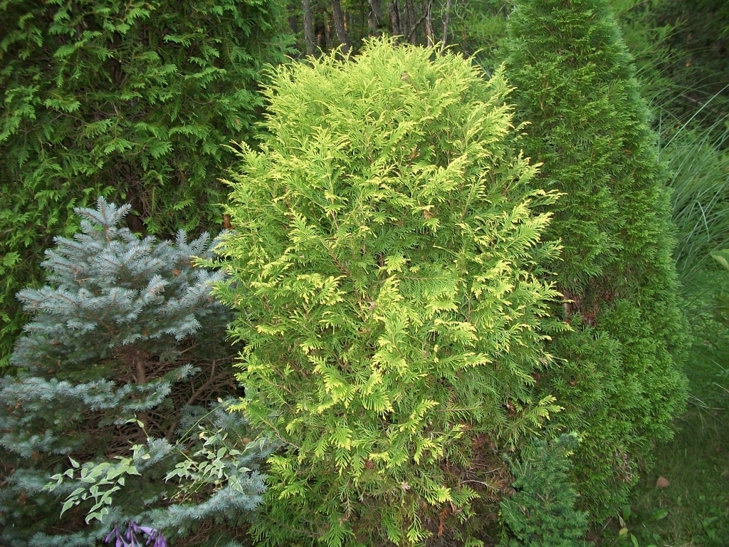 Thuja occidentalis 