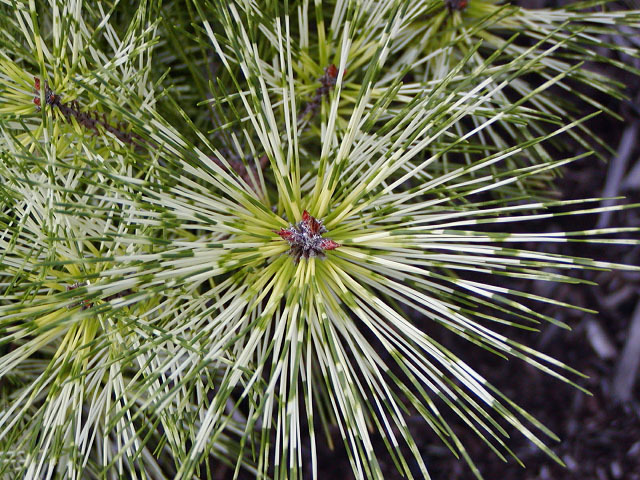 Pinus densiflora 