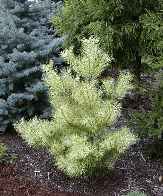 Pinus densiflora 