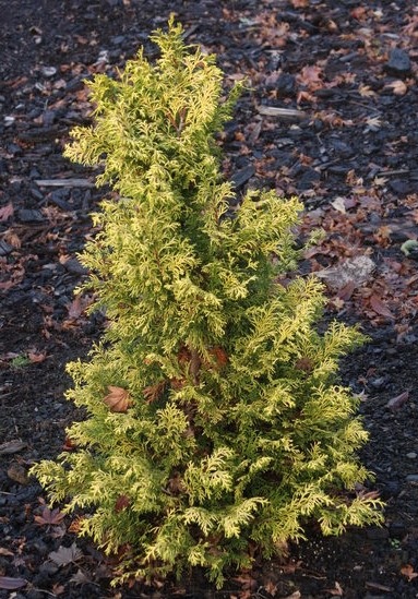 Chamaecyparis obtusa 