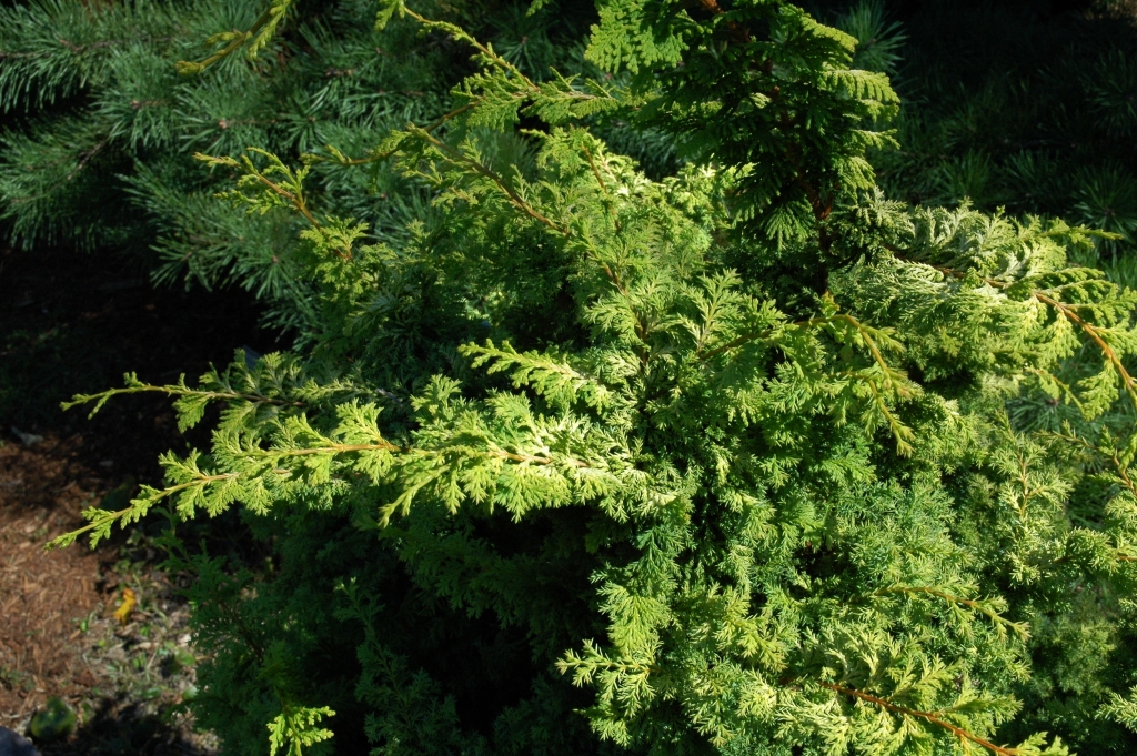 Chamaecyparis obtusa 