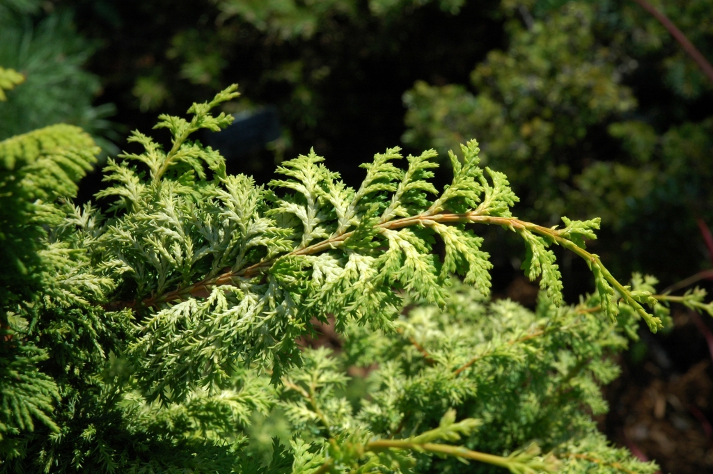 Chamaecyparis obtusa 