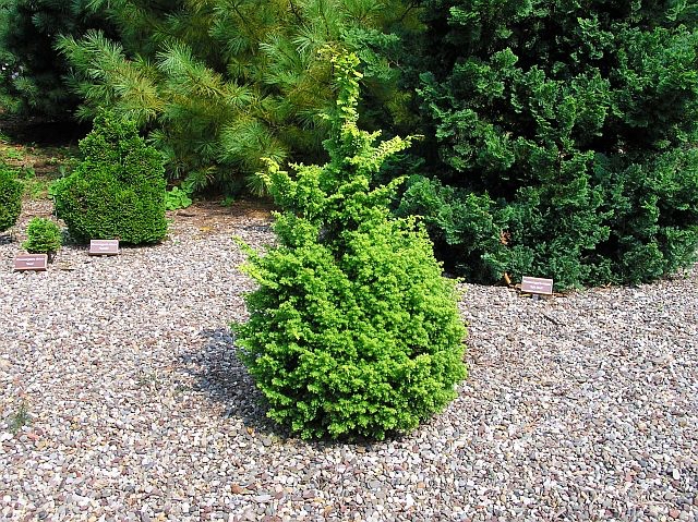 Chamaecyparis obtusa 