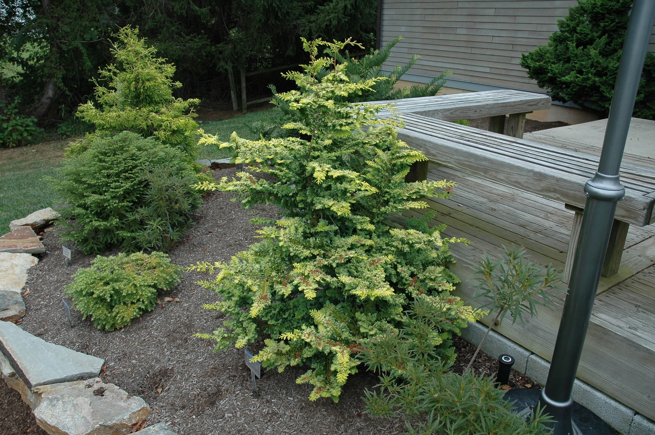 Chamaecyparis obtusa 